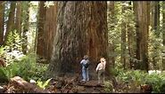 Magnificent Ancient Redwood Forest - Long Version - near Crescent City, California