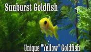 Yellow Goldfish "Sunburst" William Tricker, Inc.®