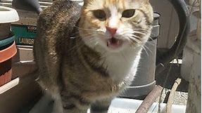 funny cat opens her mouth after smelling something