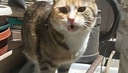 funny cat opens her mouth after smelling something