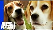 The Beloved Hound: The Beagle | Dogs 101