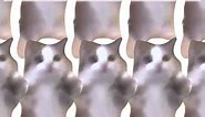 iPhone Ringtone Opening but by a Cat | #cat #catsoftiktok #catlover #singingcat #catvideo #cute #fyp #ai #aicover