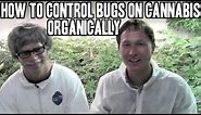 How to Control Bugs and Pests on Cannabis Organically