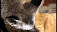 Kalahari Bat eared Fox grooming cat - http://www.kalahari-dream.com