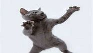 Cat Dancing to Hamster Dance