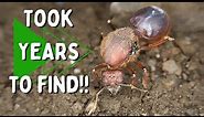Searching for America's LARGEST Ant!!! - Atta mexicana