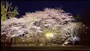 Sakura at Night Osaka castle Japan | Cherry Blossom Illumination