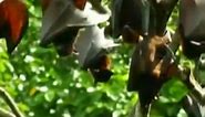 What Makes the Giant Golden Crowned Flying Fox Bat a Must See in the Philippines?