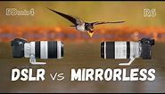 DSLR vs mirrorless for wildlife photography | Canon 5Dmk4 + 100-400mm II vs Canon R6 + 100-500mm RF