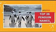 Penguin Names 🐧 - Top 36 Cute, Funny, and Famous Names For A Penguin | PetPress