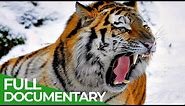Wildlife | Episode 1: Tiger, Lion, Leopard & Jaguar - The Four Big Cats | Free Documentary Nature