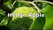 THE HEDGE APPLE TREE STORY (maclura pomifera)