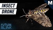 Can We Use Insects As Mini-Drones? | Future Blink