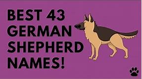 Best German Shepherd Names - 43 TOP Ideas!!! | Names