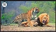 What Happens When Male Tiger & Female Lion Mate!