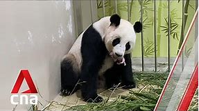 Panda-mic baby: Singapore’s first panda cub born to Kai Kai and Jia Jia at River Safari