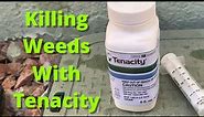 Tenacity Herbicide Overview | How To Kill Winter Annual Weeds