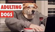 Adulting Dogs | Funny Dog Video Compilation 2017