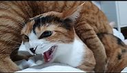 Angry calico cat