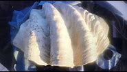 LARGEST CLAM SHELL WITH REAL PEARLS.. LOOK AT THE SIZE OF THIS!