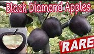 Black Diamond Apples | Rare variety | Origin |