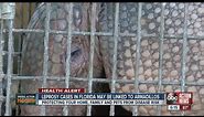 Fla. leprosy cases may be linked to armadillos