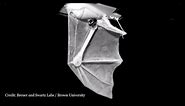 Meet Ro-bat, Brown University's Robotic Bat Wing