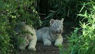 Rare White Tiger Cubs Make First Public Appearance