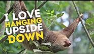Why do sloths like to hang upside down?