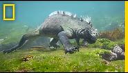 Swim Alongside a Galápagos Marine Iguana | National Geographic