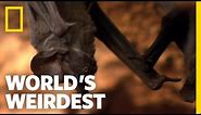 Bats Swarm to Survive | World's Weirdest