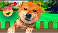 How Shiba's Show Affection - you NEED to know!