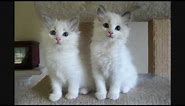 Blue Bicolor Ragdoll Kittens - 9 Weeks Old