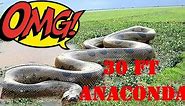 10 Meter anaconda found in Brazil (30 foot giant anaconda)
