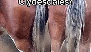 How heavy are Clydesdales? Clydesdale horses weigh between 700 and 1000 kg! It sure takes a lot of hay 🌾 to make that much horse! 🐴 #clydesdalehorse #clydesdalesoftiktok #clydesdales #clydesdale #heavyhorse #heavyhorses #heavyhorsesoftiktok #drafthorses #drafthorse #drafthorsesontiktok #horsepower #scotland #aberdeenshire