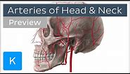 Head and Neck Arteries Overview (preview) - Human Anatomy | Kenhub
