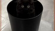 black cats blend in with dark deco