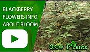 Blackberry flowers - information about blooming and care
