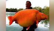 Angler catches giant 67-pound goldfish in France