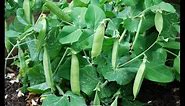 Growing Dwarf Peas to Maximize Production in Small Spaces
