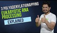 3 prime polyadenylation of eukaryotic mRNA | eukaryotic RNA processing | RNA poly adenylation