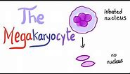 The Megakaryocytes