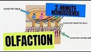 2-Minute Neuroscience: Olfaction