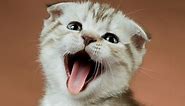 104 Interesting Facts about Cats | FactRetriever.com