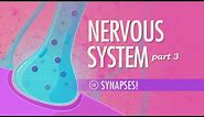 The Nervous System, Part 3 - Synapses!: Crash Course Anatomy & Physiology #10