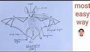 How to draw bat || Rhinolophus || Most easy way