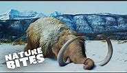 The Mystery of the Woolly Mammoths: Explained! | Nature Bites