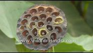 Trypophobia alert : Lotus seed pods in an Indian pond