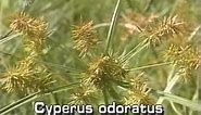 flat sedge (Cyperus odoratus)