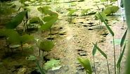 Timelapse of amazing lotus flowers in pond